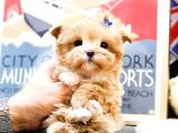 KORE MALTIPOO BEBEKLERIM