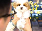 MALTIPOO BEBEKLERIM