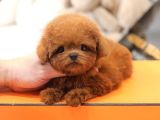 TOY POODLE YAVRULARIM