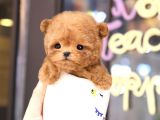 TOY POODLE YAVRULARIM