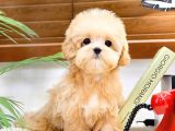 ANTIALERJIK  TOY POODLE BEBEKLERIM