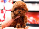 EVINIZIN GOZDESI TOY POODLE YAVRULARIM 
