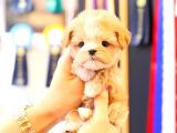 Teacup boyutta maltipoo yavrumuz 