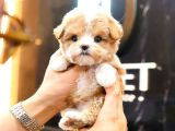 MALTIPOO BEBEKLERIM