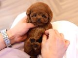 SUPER STAR TOY POODLE YAVRULARIM