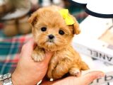 KORE MALTIPOO BEBEKLERIM
