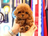 KOREAN TOY POODLE YAVRULARIM