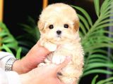 SHOW DUZEYDEKI MALTIPOO BEBEKLERIM