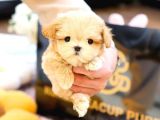MALTIPOO BEBEKLERIM