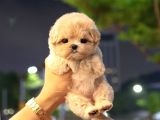 Teacup boyutta maltipoo yavrumuz 