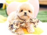 KORE MALTIPOO BEBEKLERIM