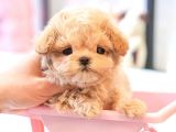 TOY POODLE YAVRULARIM