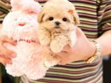 MALTIPOO BEBEKLERIM