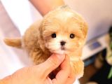 MALTIPOO BEBEKLERIM