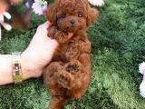 Wc egitimli super zeki toy poodle bebeklerimiz