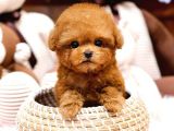 SUPER STAR TOY POODLE YAVRULARIM