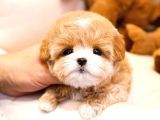 ANTIALERJIK  TOY POODLE BEBEKLERIM