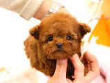 TOY POODLE YAVRULARIM