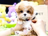 KORE MALTIPOO BEBEKLERIM