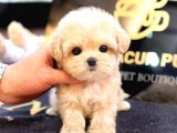 KOREAN TOY POODLE YAVRULARIM