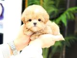 MALTIPOO BEBEKLERIM