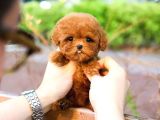 KOREAN TOY POODLE YAVRULARIM