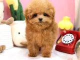 ANTIALERJIK  TOY POODLE BEBEKLERIM