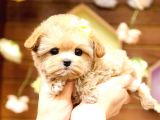 MALTIPOO BEBEKLERIM