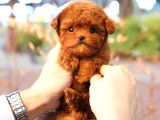 TOY POODLE YAVRULARIM
