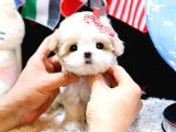 MALTIPOO BEBEKLERIM