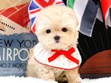 Safkan maltipoo bebeklerimiz 