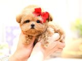 MALTIPOO BEBEKLERIM