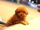 KOREAN TOY POODLE YAVRULARIMIZ
