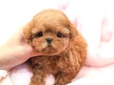 TOY POODLE YAVRULARIM