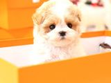 SEVGI DOLU TOY POODLE YAVRULARIM 