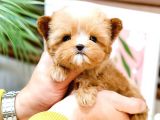 TOY POODLE YAVRULARIM