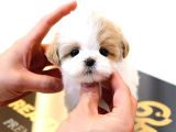 SAGLIK VE IRK GARANTILI MALTIPOO YAVRULARIM 