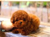 SAGLIK VE IRK GARANTILI TOY POODLE YAVRULARIM 