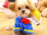 MALTIPOO BEBEKLERIM