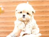 Antialerjik  maltipoo Bebeklerim