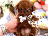 Safkan Toy Poodle Bebeklerimiz