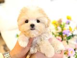 MALTIPOO BEBEKLERIM