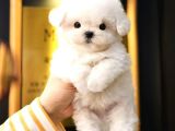 ANTIALERJIK  TOY POODLE BEBEKLERIM