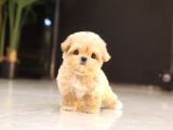 MALTIPOO BEBEKLERIM
