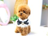 TOY POODLE YAVRULARIM