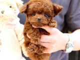SUPER STAR TOY POODLE YAVRULARIM
