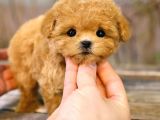 TOY POODLE YAVRULARIM