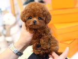 KOREAN TOY POODLE YAVRULARIM