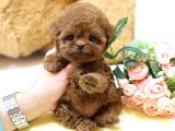 ANTIALERJIK  TOY POODLE BEBEKLERIM