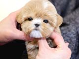 TOY POODLE YAVRULARIM